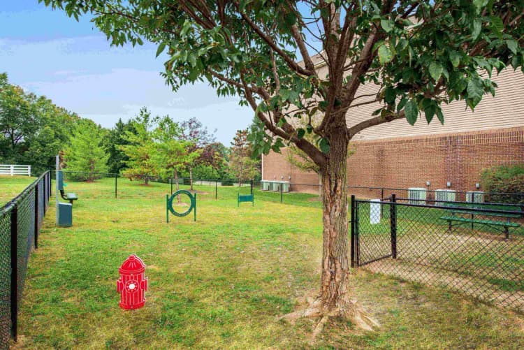 Lexington apartments for rent - image - Where furry friends run free and make new pals